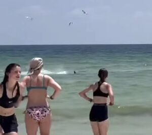 Teroare într-o celebră stațiune, frecventată de mulți turiști români. Un rechin a fost filmat foarte aproape de mal