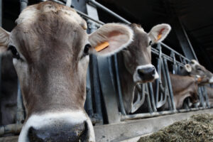 APIA eliberează adeverințe crescătorilor de animale care doresc să acceseze credite bancare