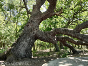 Comisia Europeană aprobă o schemă a României pentru compensarea proprietarilor de păduri