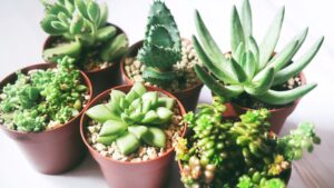 Cum să le îngrijești pentru a prospera în orice mediu