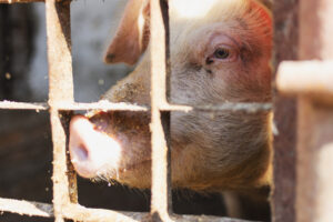 ANSVSA: Creșterea, sacrificarea și comercializarea porcilor din gospodării nu va fi interzisă