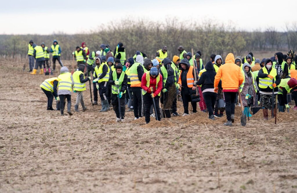 Prima împădurire cu bani din PNRR în zona nisipurile Olteniei