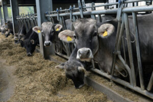 Emisiile industriale din UE: Fără bovine, dar cu porci și păsări