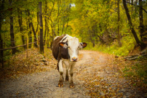 Sprijin financiar de peste 18,99 milioane lei pentru crescătorii de animale