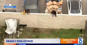Îngrozitor. Un bărbat de 35 de ani a fost SFÂȘIAT de 13 câini Pitbull. Victima, găsită fără suflare într-o curte din California