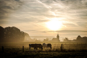 MADR propune plafoane de 670 mil. lei pentru ajutoarele naționale tranzitorii în sectorul zootehnic