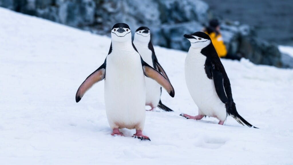 Gripa aviară ajunge pentru prima dată în Antarctica continentală