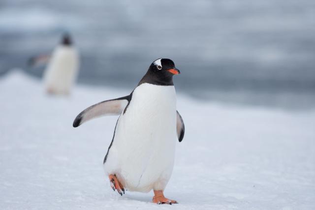 Cum poți lucra în „oficiul poștal al pinguinilor” din Antarctica?