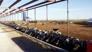 Gripa aviară s-ar fi răspândit de la mamifere la oameni
