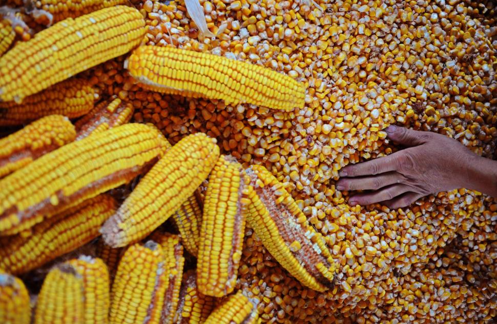 România și-ar putea crește de 5 ori producția de porumb