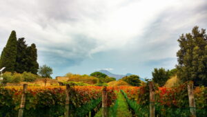 România ocupă locul 13 mondial la producția de vin