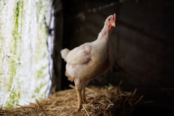Gripa aviară ar putea evolua într-o nouă pandemie