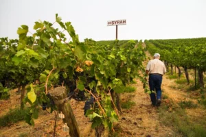 Încălzirea globală transformă viticultura din Europa