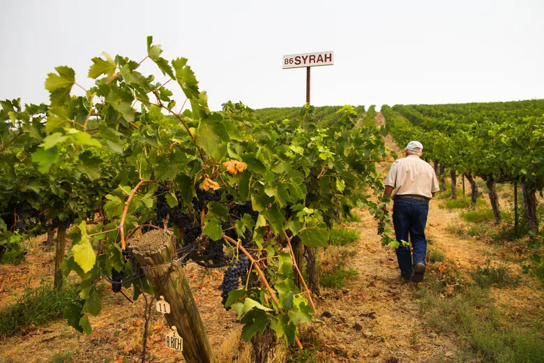 Încălzirea globală transformă viticultura din Europa