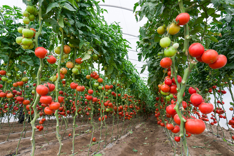 Sprijin pentru legumicultori: a fost aprobată schema de ajutor de minimis pentru perioada 2025-2027