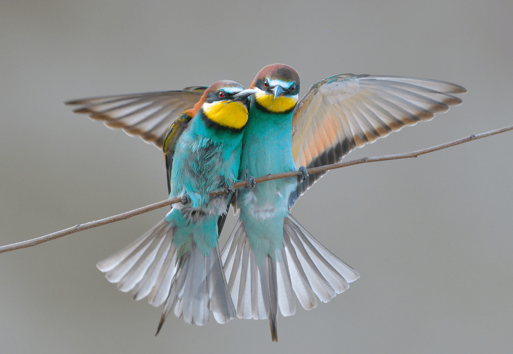 Cele mai frumoase locuri pentru birdwatching din România