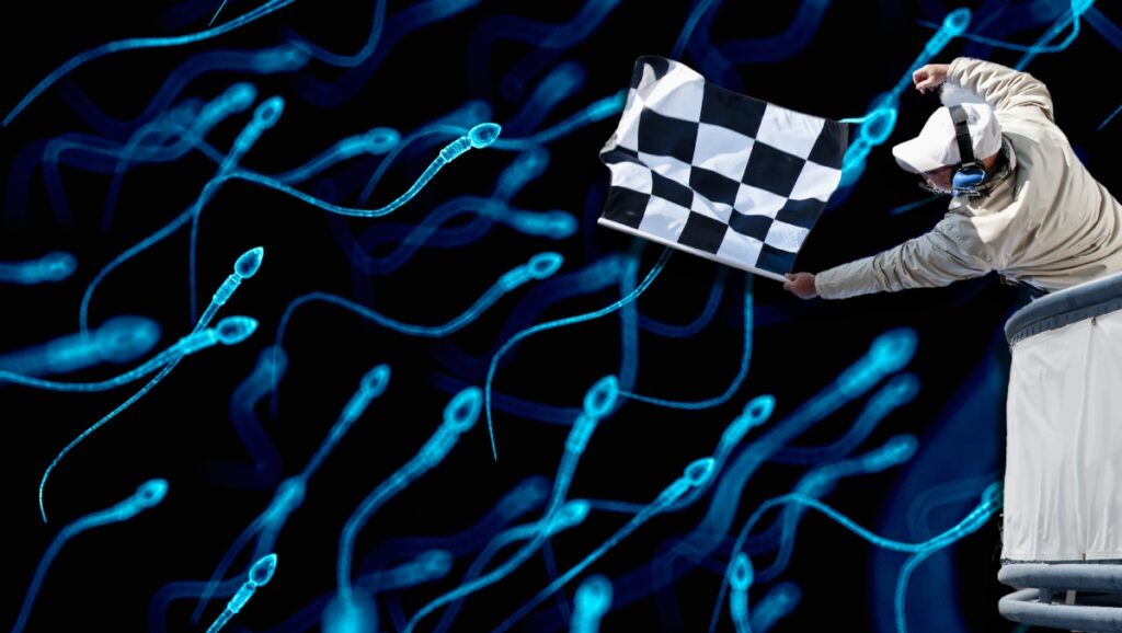 Începe cea mai atipică cursă din lume: de spermatozoizi