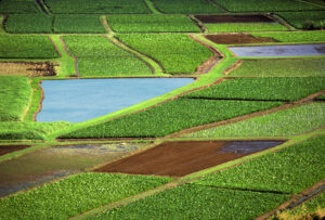 Parlamentul European a obținut mai mulți bani pentru fermieri în viitorul buget UE