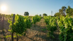 Clos des Colombes – un loc unde vinul se construiește cu răbdare, nu cu grabă