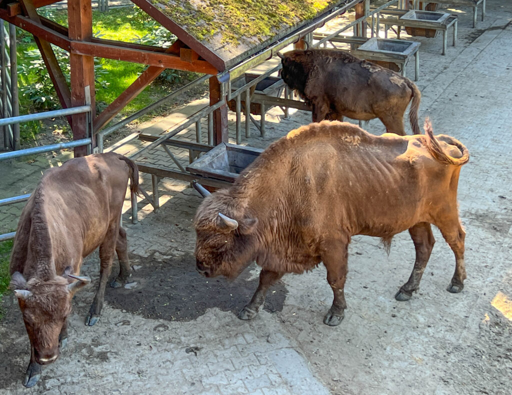 Dosar penal după descoperirea a peste 200 de animale moarte la o fermă din Recea-Cristur