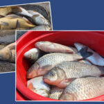 Peștele din Nistru este periculos?